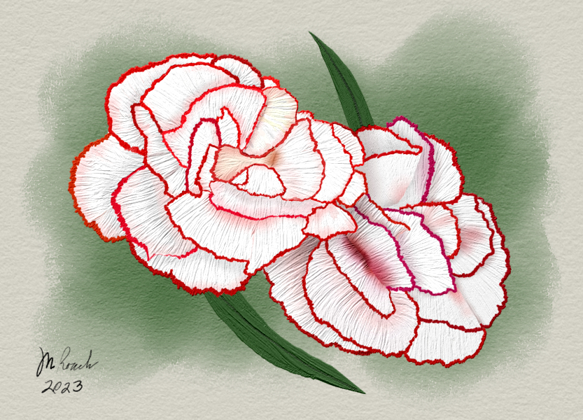 2 mini-carnations, white with a red edging on the outside edge of the petals